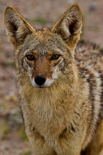 coyote-vertical