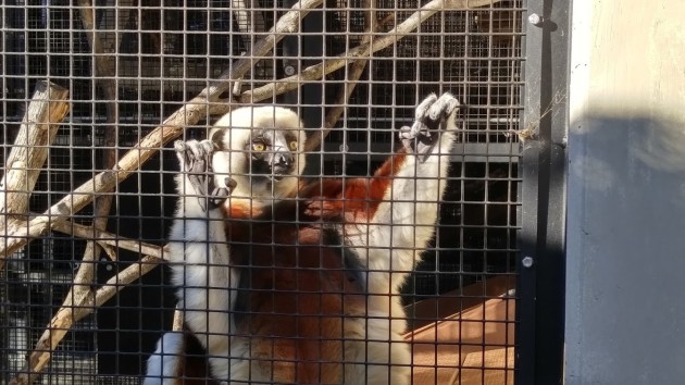 Duke Lemur Center Coquerel's Sifaka