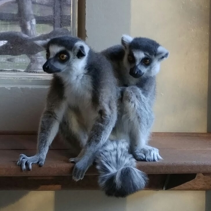 ringtailedlemurs